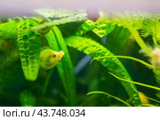 Aquarist, aqua fish. Helostoma temminkii is a species of tropical ray-finned fishes from the suborder labyrinth, allocated to the monotypic family of Helostomatidae. Стоковое фото, фотограф Evgenii Predibailo / Фотобанк Лори