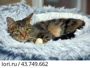 Ginger tabby cat lying on a soft fluffy light gray blanket. The cat has big green eyes, an expressive muzzle and ears, in which characteristic white spots are visible. The animal looks relaxed and comfortably settled on the blanket, creating an atmosphere of comfort and homeliness. Стоковое фото, фотограф Анна Кривицкая / Фотобанк Лори