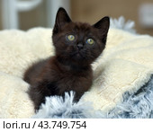 A black kitten with bright green eyes, comfortably settled on a soft beige blanket. The kitten looks straight at the camera, its ears are erect, which gives it a curious and attentive look. The soft blanket creates a feeling of warmth and coziness, emphasizing the charm and fragility of the young animal. Стоковое фото, фотограф Анна Кривицкая / Фотобанк Лори