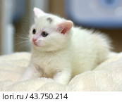 A white kitten with blue eyes, lying on a soft light beige blanket. The kitten has a pink nose and ears, as well as fine fur, creating the impression of fluffiness. On his forehead, a small gray spot is noticeable, adding uniqueness to his appearance. The kitten looks very cute and touching, his gaze is calm and a little thoughtful. The background of the photo is blurred, which helps to highlight the main character and create a cozy, homely atmosphere. Стоковое фото, фотограф Анна Кривицкая / Фотобанк Лори