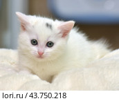A white kitten with blue eyes, lying on a soft light beige blanket. The kitten has a pink nose and ears, as well as fine fur, creating the impression of fluffiness. On his forehead, a small gray spot is noticeable, adding uniqueness to his appearance. The kitten looks very cute and touching, his gaze is calm and a little thoughtful. The background of the photo is blurred, which helps to highlight the main character and create a cozy, homely atmosphere. Стоковое фото, фотограф Анна Кривицкая / Фотобанк Лори