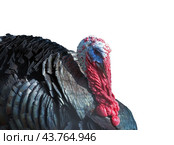 Голова большого красивого индюка на белом фоне. Portrait of big beautiful turkey on a white background. Стоковое фото, фотограф Татьяна Д / Фотобанк Лори