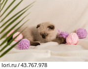 Вислоухий котёнок окраса колор-пойнт играет с клубками шерсти. Стоковое фото, фотограф Наталья Гармашева / Фотобанк Лори