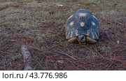 A unique turtle Astrochelys radiata endemic to Madagascar is resting. A beautiful shell with a star pattern, a head, eyes and paws are visible. Front view. The ground is strewn with coniferous needles. Стоковое фото, фотограф Вера Ивановна Кубарева / Фотобанк Лори