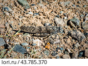 Angaracris barabensis (Pallas, 1773) - Трещотка барабинская,семейства Настоящие саранчовые. Место обитания - Чуйская степь,Кош-Агачский район горного Алтая. Стоковое фото, фотограф Евгений Мухортов / Фотобанк Лори