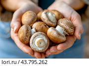 Freshly Handpicked Mushrooms Gathered in Hands in Natural Light. Стоковое AI-изображение, AI-художник Юлия Гапеенко / Фотобанк Лори