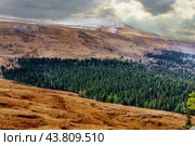 Landscape with coniferous forest on the Logonaki Plateau in the Caucasus in Adygea. Стоковое фото, фотограф Владимир Ушаров / Фотобанк Лори