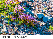 Thymus serpyllum L. (семейство Lamiaceae) - Тимьян ползучий на каменистом грунте в Курайской степи. Кош-Агачский район республики Алтай. Западная Сибирь. Стоковое фото, фотограф Евгений Мухортов / Фотобанк Лори