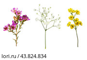 Set of small sprigs of yellow flowers of berberis thunbergii, pink chamelaucium and white gypsophila isolated. Стоковое фото, фотограф Корниенко Оксана / Фотобанк Лори