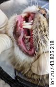 A close-up of the cat's mouth showing problems with its teeth and gums. The gums are visible, which are very inflamed and bleeding. There is significant plaque and tartar on the teeth. The kitten is suffering from dental disease, probably periodontitis or gingivitis. The cat's mouth is open, and both the upper and lower teeth are visible. The photo also shows a person's gloved hands carefully holding the cat's mouth open for inspection. The background is blurred, allowing attention to be focused on the condition of the cat's teeth and gums. Стоковое фото, фотограф Анна Кривицкая / Фотобанк Лори