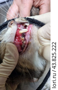 A close-up of the cat's mouth showing problems with its teeth and gums. The gums are visible, which are very inflamed and bleeding. There is significant plaque and tartar on the teeth. The kitten is suffering from dental disease, probably periodontitis or gingivitis. The cat's mouth is open, and both the upper and lower teeth are visible. The photo also shows a person's gloved hands carefully holding the cat's mouth open for inspection. The background is blurred, allowing attention to be focused on the condition of the cat's teeth and gums. Стоковое фото, фотограф Анна Кривицкая / Фотобанк Лори
