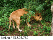 The male liliger searching something in the grass,Russian Far East, Primorsky kray. Стоковое фото, фотограф Татьяна Терехина / Фотобанк Лори