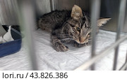 A tabby cat in a veterinary clinic. The cat is lying on a white mat inside a metal cage. His posture is alert, his eyes are wide open and looking towards the camera. A blue litter tray with torn paper towels is visible in the background. The environment around the cat looks sterile and clean, emphasizing the medical environment. The cat looks weak and in need of care. Стоковое фото, фотограф Анна Кривицкая / Фотобанк Лори