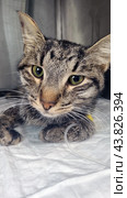 A tabby cat in a veterinary clinic. The cat is lying on a white mat inside a metal cage. His posture is alert, his eyes are wide open and looking towards the camera. A blue litter tray with torn paper towels is visible in the background. The environment around the cat looks sterile and clean, emphasizing the medical environment. The cat looks weak and in need of care. Стоковое фото, фотограф Анна Кривицкая / Фотобанк Лори