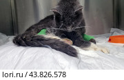 A very sick cat in a veterinary clinic. The cat is sitting in a cage on a white sheet, with metal cage walls visible around it. There are green bandages on its paws, which may indicate medical procedures or treatment. The cat looks weak and exhausted, with its head down. An orange bowl is visible in the right corner, which is probably intended for food or water. The photo conveys an atmosphere of care and medical care for a sick animal. Стоковое фото, фотограф Анна Кривицкая / Фотобанк Лори