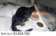 A very sick cat in a veterinary clinic. The cat is lying in a cage on a white sheet and eating from an orange bowl. There are also two bowls next to him: one with dry food, the other with liquid food. The cat has a green bandage on his paw, which may indicate medical procedures or treatment. The cat looks weak and exhausted, with his head down, as if he is having difficulty eating his food. The photo conveys an atmosphere of care and medical care for a sick animal. Стоковое фото, фотограф Анна Кривицкая / Фотобанк Лори