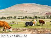 Сарлык (горный як) с коровами пасётся в межгорной долине, в окрестностях села Чаган-Узун. Кош-Агачский район республики Алтай. Западная Сибирь. Стоковое фото, фотограф Евгений Мухортов / Фотобанк Лори