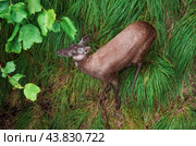 The Siberian musk deer (Moschus moschiferus) walking in the Far east of russia. Стоковое фото, фотограф Татьяна Терехина / Фотобанк Лори