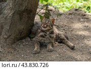 The Amur leopard cat (Prionailurus bengalensis euptilura) living in russian forest, Far East. Стоковое фото, фотограф Татьяна Терехина / Фотобанк Лори
