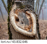 Наплыв на стволе дерева после обрезки ветви. Стоковое фото, фотограф Вячеслав Палес / Фотобанк Лори