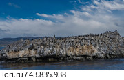 Many cormorants have settled on the slopes of a rocky island in the Beagle Channel. Seabirds are resting. Mountains in the distance against a blue sky, clouds. Argentina. Tierra del Fuego Archipelago. Стоковое фото, фотограф Вера Ивановна Кубарева / Фотобанк Лори