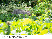 Кошка крадется в траве, освещенной солнцем. Стоковое фото, фотограф Дмитрий Петров / Фотобанк Лори