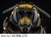 Bumblebee covered in pollen showing its compound eyes and antennae. Стоковое AI-изображение, AI-художник Иван Рябоконь / Фотобанк Лори