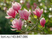 Beautiful pink magnolia flowers blooming on tree branch in spring garden. Стоковое AI-изображение, AI-художник Иван Рябоконь / Фотобанк Лори