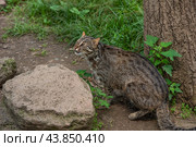 The Amur leopard cat (Prionailurus bengalensis euptilura) living in russian forest, Far East. Стоковое фото, фотограф Татьяна Терехина / Фотобанк Лори