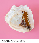 Beautiful big cockleshell isolated on pink background. Стоковое фото, фотограф Павел Муравьев / Фотобанк Лори