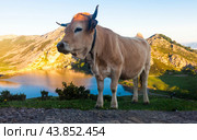Cow of the Asturian mountain breed sits on a lawn in a national park at sunset. Стоковое фото, фотограф Татьяна Яцевич / Фотобанк Лори