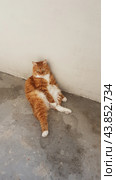 Кот. Стоковое фото, фотограф Наталья Евтушок / Фотобанк Лори