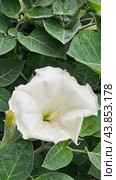 Дурман (Datura) Стоковое фото, фотограф Марина Володько / Фотобанк Лори