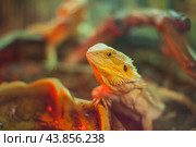 Agama is a genus of lizards from the agamidae family that lives in Africa. Стоковое фото, фотограф Evgenii Predibailo / Фотобанк Лори