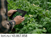Engaged Researcher Analyzing Plant Growth Through Technology in Greenhouse Environment. Стоковое AI-изображение, AI-художник Сергей Толмачёв / Фотобанк Лори