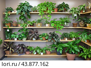A Lively Indoor Plant Display on Wooden Shelves in a Well-Lit Space. Стоковое AI-изображение, AI-художник Сергей Толмачёв / Фотобанк Лори