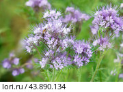 Фацелия пижмолистная (Phacelia tanacetifolia) с пчелой. Стоковое фото, фотограф Светлана Качанова / Фотобанк Лори