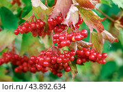 Спелые ягоды калины (Viburnum Opulus L) на ветке. Стоковое фото, фотограф Светлана Качанова / Фотобанк Лори