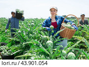 Caucasian woman plantation worker picking artichokes on vegetable field. Стоковое фото, фотограф Яков Филимонов / Фотобанк Лори