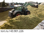 Harvesting of silage. Стоковое фото, фотограф Яков Филимонов / Фотобанк Лори