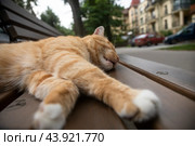 Рыжий кот отдыхает на скамейке в центре города Светлогорска Калининградской области, Россия (2024 год). Редакционное фото, фотограф Николай Винокуров / Фотобанк Лори