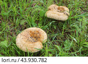 Гриб свинушка тонкая (Paxillus involutus)на фоне зеленой травы. Стоковое фото, фотограф Сергей Овчинников / Фотобанк Лори