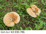 Гриб свинушка тонкая (Paxillus involutus)на фоне зеленой травы. Стоковое фото, фотограф Сергей Овчинников / Фотобанк Лори