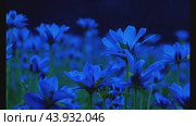 Vibrant blue flowers swaying in a breezy field. Стоковое AI-видео, аниматор Данил Руденко / Фотобанк Лори