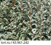 Beautiful ornamental shrub with silver leaves. Silverberry, rabbitberry, elaeagnus commutata. Стоковое фото, фотограф Марина Багрова / Фотобанк Лори