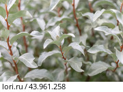 Elaeagnus commutata, silverberry, rabbitberry silver leaves closeup. Wolf willow ornamental shrub in the garden. Стоковое фото, фотограф Марина Багрова / Фотобанк Лори