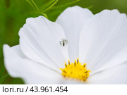 The spider attacked the fly. Flower mimicking crab spider on white cosmos flower background. Spider crab, misumena vatia with prey. Стоковое фото, фотограф Марина Багрова / Фотобанк Лори