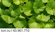 Green leaves texture or background. Ground ivy, field balm, wild snakeroot, glechoma hederacea close up. Banner. Стоковое фото, фотограф Марина Багрова / Фотобанк Лори