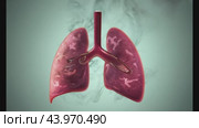 Visualize the harmful effects of smoke on lungs and respiratory system. Стоковое AI-видео, аниматор Данил Руденко / Фотобанк Лори