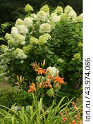 Bush of white abundantly blooming hydrangea and daylily. Стоковое фото, фотограф Александр Курлович / Фотобанк Лори